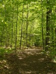 SnakeVT080511-15-TrailWillmarthWoods