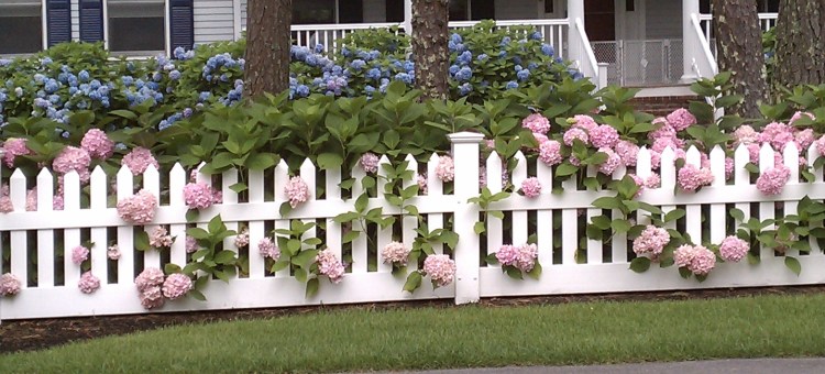 pink-and-blue-hydrangeas-along-a-white-picket-fence