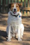 rose-local-9-27-the-foxhound-dog-picture-2-52efead4f68a69407e00000b